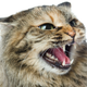 Illustration for article titled Florida Cat Freaks Out, Traps Family in Bedroom Until Police Arrive